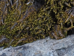 Pseudostereodon procerrimus