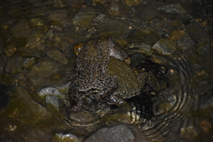 Rhinella limensis