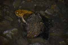 Rhinella limensis