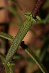 Odontites bolligeri