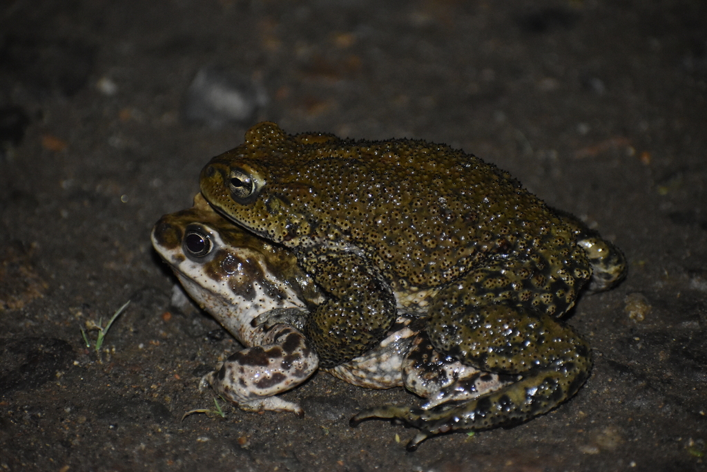 Peru Coast Toad (Rhinella limensis)
