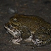 Rhinella limensis - Photo (c) Brandon Ortiz Arenas, some rights reserved (CC BY-NC), uploaded by Brandon Ortiz Arenas