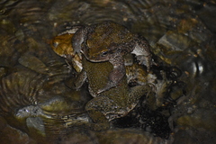 Rhinella limensis