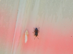 Megalonotus sabulicola