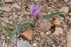 Colchicum cupanii