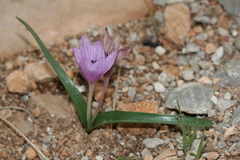 Colchicum cupanii