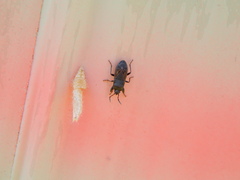 Megalonotus sabulicola
