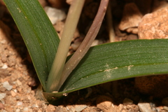 Colchicum cupanii