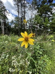 Helianthus smithii