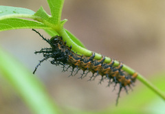 Citheronia splendens sinaloensis