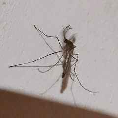 Culiseta longiareolata