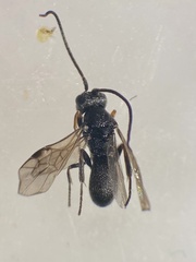 Ascogaster annularis