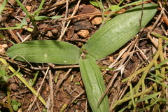 Hyacinthoides lingulata