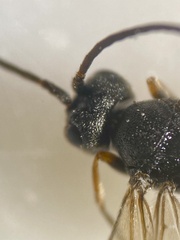 Ascogaster annularis