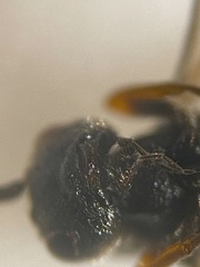 Ascogaster annularis
