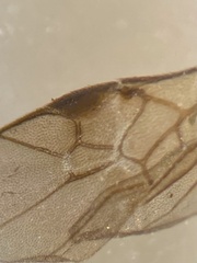 Ascogaster annularis