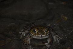 Rhinella limensis