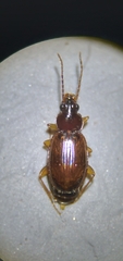 Trechus obtusus