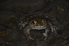 Rhinella limensis