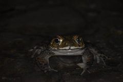 Rhinella limensis