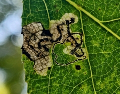 Stigmella populetorum