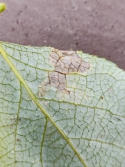 Stigmella populetorum