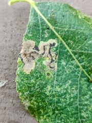 Stigmella populetorum