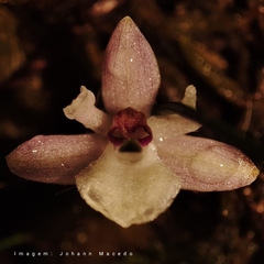 Isabelia virginalis, photograph (c) Johann Macedo, some rights reserved (CC BY)