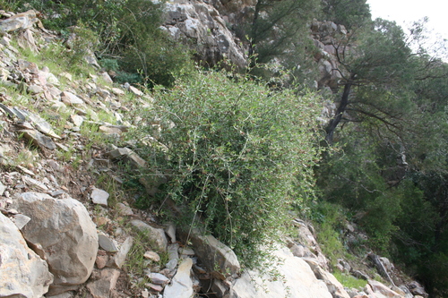 Periploca angustifolia image