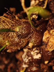 Isabelia virginalis, photograph (c) Johann Macedo, some rights reserved (CC BY)