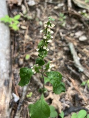 Scutellaria pseudoserrata