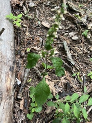 Scutellaria pseudoserrata