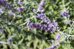 Salvia yangii