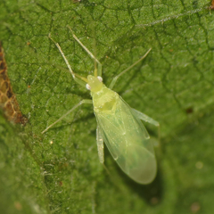 Malacocoris chlorizans