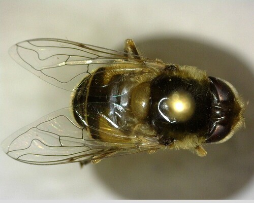 iNaturalist observation photo of Black-footed Drone Fly