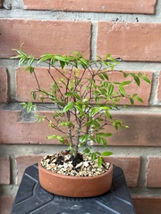 Plinia cauliflora