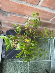 Plinia cauliflora