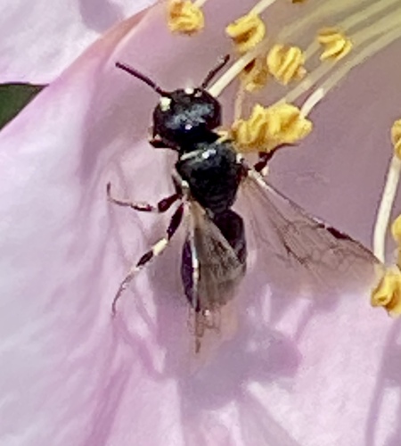iNaturalist observation photo of Masked Bees