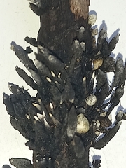 Xylaria longipes