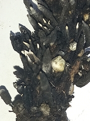 Xylaria longipes