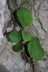 Brassica insularis