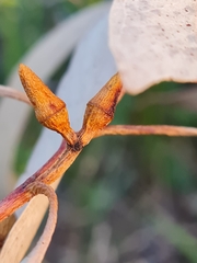 Eucalyptus resinifera