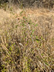 Lonicera subspicata denudata