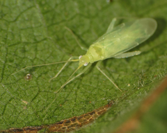 Malacocoris chlorizans