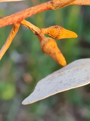 Eucalyptus resinifera