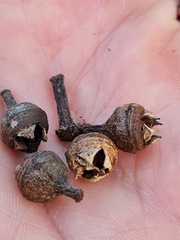 Eucalyptus resinifera