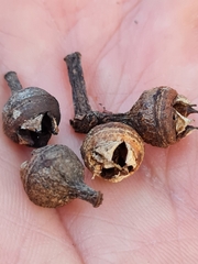 Eucalyptus resinifera