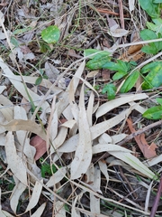 Eucalyptus resinifera