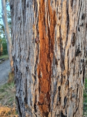 Eucalyptus resinifera