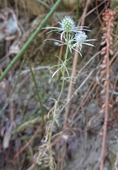 Eryngium tenue